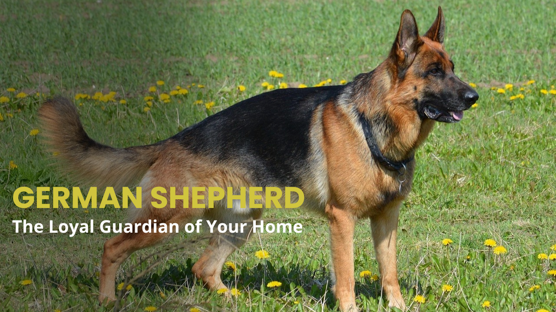 🐾 German Shepherd: The Loyal Guardian of Your Home