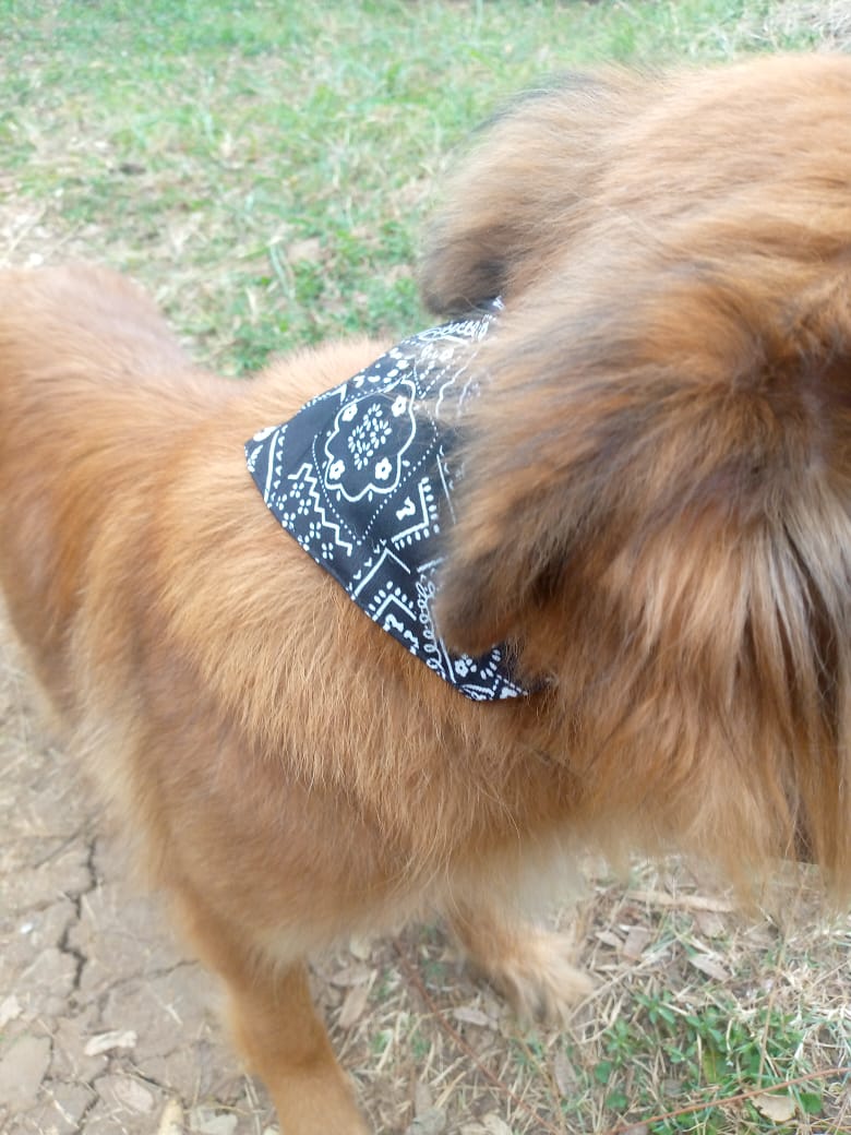 Black Adjustable Pet Bandana (Scarf)