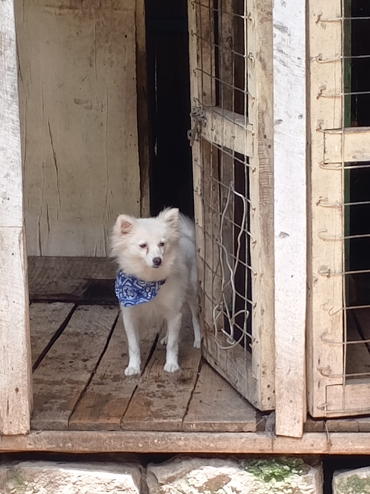 Blue Adjustable Pet Bandana (Scarf)