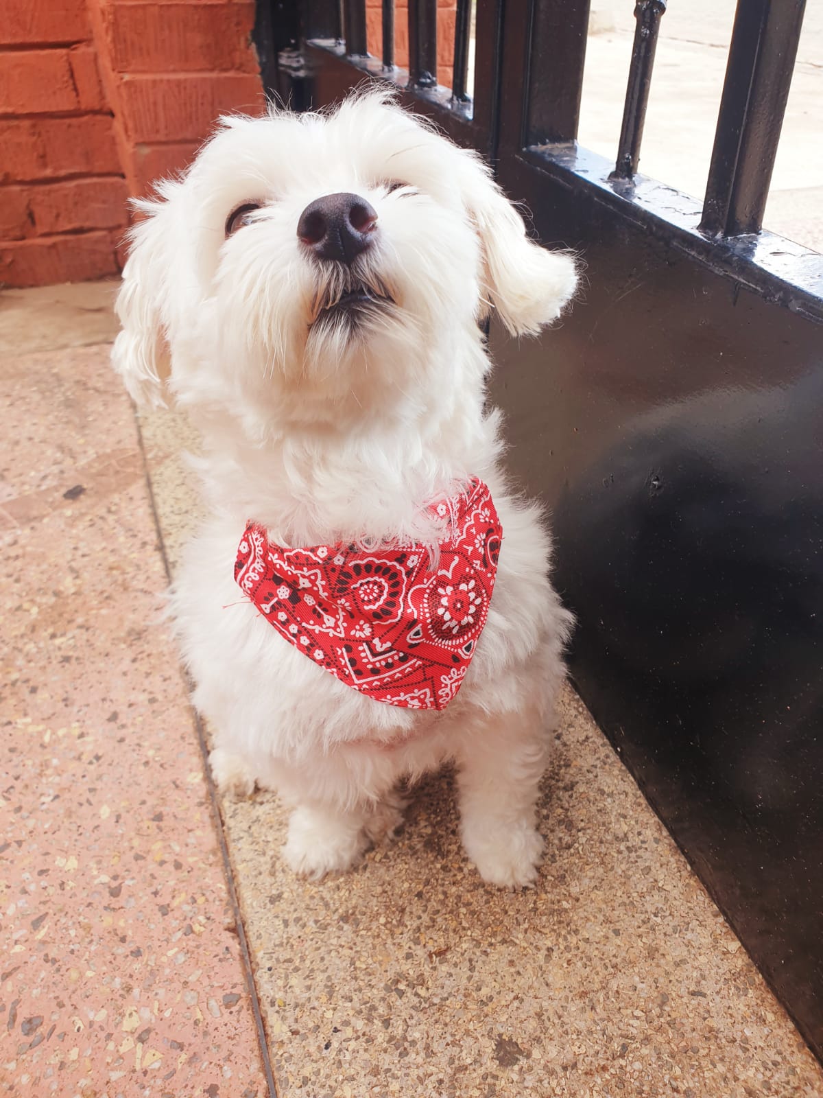 Red Adjustable Pet Bandana (Scarf)