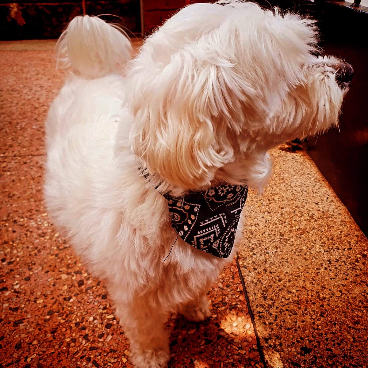 Black Adjustable Pet Bandana (Scarf)