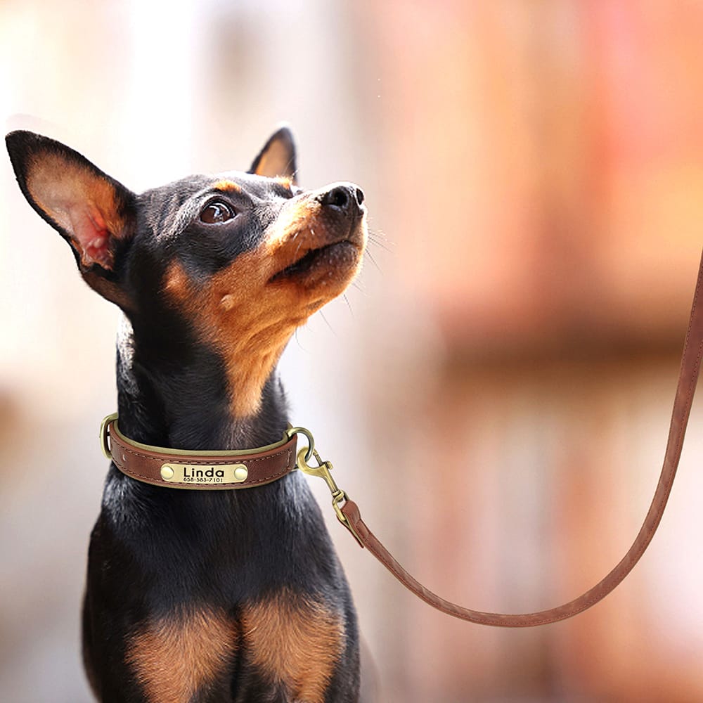 Brown  Luxury Leather Pet Leash & Pet Collar