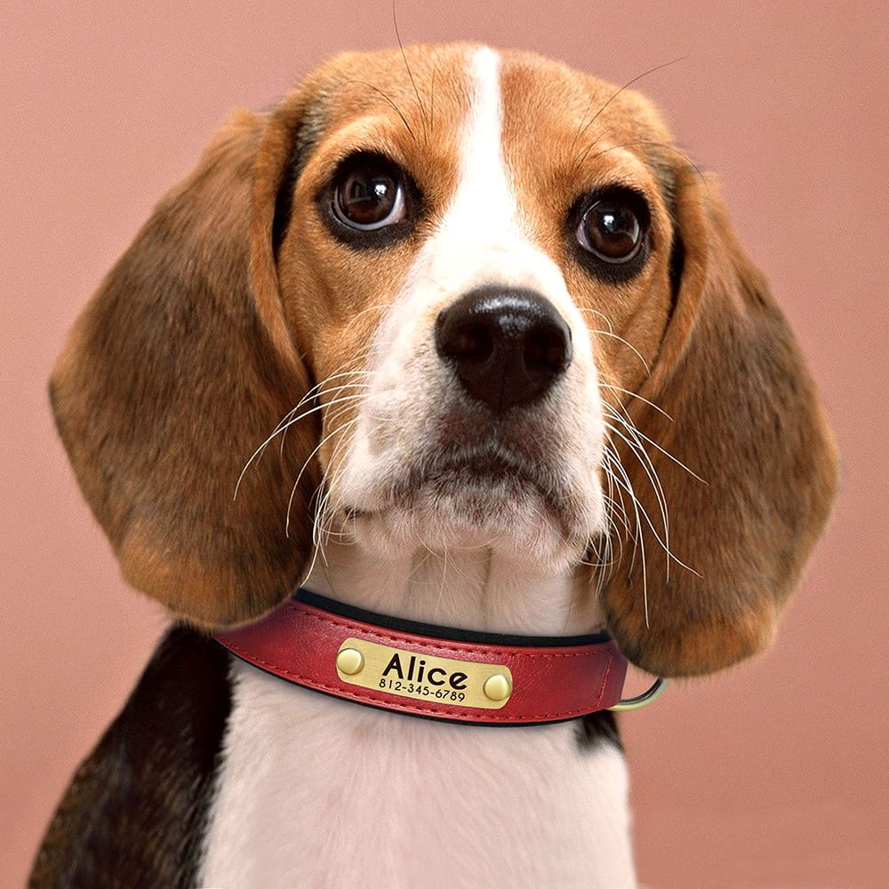 Red Luxury Collar