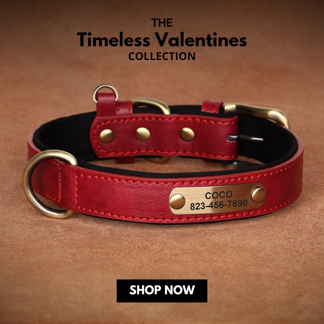 zivoll red pet luxury collar